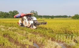 Quỳnh Phụ: Khẩn trương thu hoạch l&uacute;a xu&acirc;n