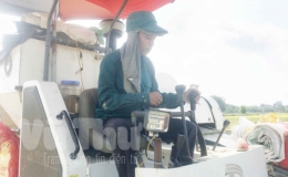 Ruộng hoang &ldquo;h&oacute;a v&agrave;ng&rdquo;