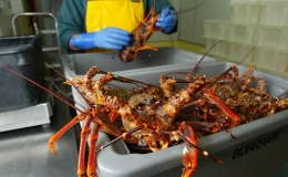 Doanh nghiệp thủy sản gặp kh&oacute; khi xuất h&agrave;ng sang EU v&igrave; vướng kiểm tra chuy&ecirc;n ng&agrave;nh