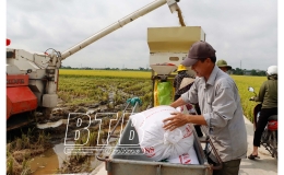  Đ&ocirc;ng Hưng: Vụ xu&acirc;n thắng lợi