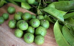 H&agrave; Nội m&ugrave;a sấu về