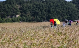 H&agrave;n Quốc gia hạn th&iacute; điểm cấp visa du lịch theo đo&agrave;n đối với Việt Nam