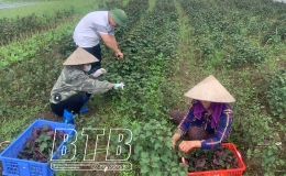 HTX Nam dược Ho&agrave;ng Lương &ndash; Ph&aacute;t triển văn h&oacute;a truyền thống theo hướng hiện đại