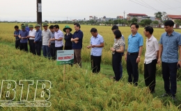 Kiến Xương: N&ocirc;ng d&acirc;n phấn khởi thu hoạch vụ l&uacute;a xu&acirc;n