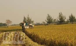 Những n&ocirc;ng d&acirc;n &ldquo;&ocirc;m&rdquo; đất &ldquo;dệt&rdquo; m&ugrave;a v&agrave;ng