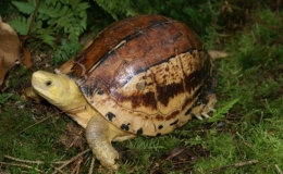 Ph&aacute;t hiện r&ugrave;a hộp tr&aacute;n v&agrave;ng qu&yacute; hiếm tại Ph&uacute; Y&ecirc;n