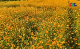 Rực rỡ Đảo hoa thi&ecirc;n đường