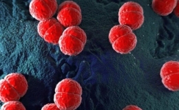 Tăng cường gi&aacute;m s&aacute;t, ph&aacute;t hiện sớm c&aacute;c trường hợp mắc mới n&atilde;o m&ocirc; cầu