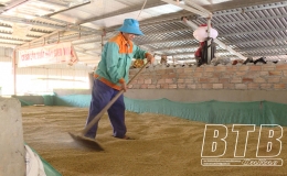  Th&aacute;i B&igrave;nh: Thu hoạch gần 60% diện t&iacute;ch l&uacute;a xu&acirc;n