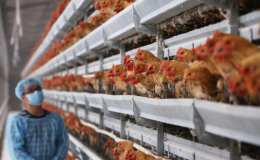 WHO x&aacute;c nhận ca tử vong đầu ti&ecirc;n li&ecirc;n quan virus H5N2