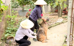 An Kh&ecirc;: L&agrave;m tốt c&ocirc;ng t&aacute;c ph&ograve;ng bệnh dại cho ch&oacute;, m&egrave;o