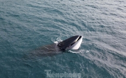 C&aacute; voi xuất hiện săn mồi ở v&ugrave;ng biển B&igrave;nh Định