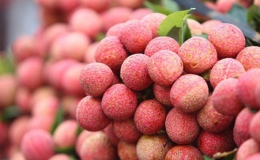 C&aacute;ch bảo quản vải thiều để nhiều ng&agrave;y kh&ocirc;ng hỏng