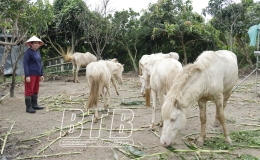 Chị Vui l&agrave;m gi&agrave;u từ VAC