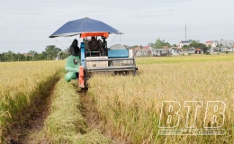 Đ&ocirc;ng Hưng: Được m&ugrave;a l&uacute;a xu&acirc;n