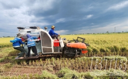 Giải ph&aacute;p bền vững cho ng&agrave;nh l&uacute;a gạo Th&aacute;i B&igrave;nh