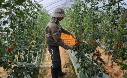 Hệ lụy lớn khi người lao động cư tr&uacute; bất hợp ph&aacute;p tại H&agrave;n Quốc