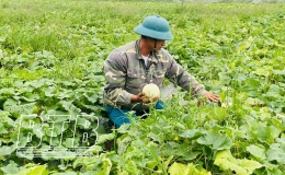 Hiệu quả từ trồng dưa l&ecirc; tr&ecirc;n đất T&acirc;y Đ&ocirc;