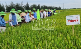 Hội nghị đầu bờ đ&aacute;nh gi&aacute; giống l&uacute;a TBR97, TB99