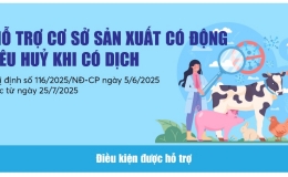 Infographics: Mức hỗ trợ cơ sở sản xuất c&oacute; động vật ti&ecirc;u huỷ khi c&oacute; dịch
