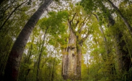 Những nơi l&yacute; tưởng để tắm rừng