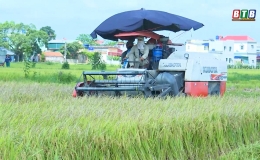 Niềm vui được m&ugrave;a l&uacute;a xu&acirc;n