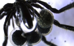 Ph&aacute;t hiện lo&agrave;i nhện biển đầu ti&ecirc;n sống nhờ kh&iacute; metan dưới đ&aacute;y đại dương