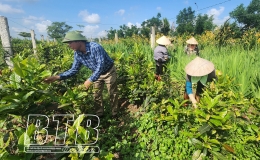 Sản xuất n&ocirc;ng nghiệp hữu cơ - hướng đi tất yếu của n&ocirc;ng nghiệp hiện đại