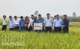 ThaiBinh Seed cần tiếp tục nghi&ecirc;n cứu, lai tạo, cung cấp những giống l&uacute;a chất lượng cao cho n&ocirc;ng d&acirc;n