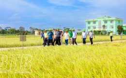 Tham quan, t&igrave;m hiểu hoạt động nghi&ecirc;n cứu, khảo nghiệm giống c&acirc;y trồng tại ThaiBinh Seed