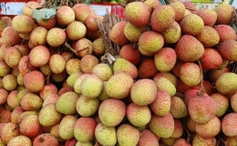 Vải thiều rớt gi&aacute;