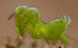 Lo&agrave;i t&ocirc;m xanh kỳ lạ