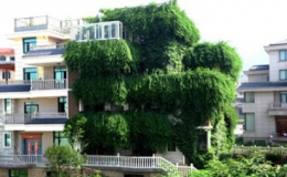 "Vườn rau" trong ng&ocirc;i nh&agrave; 5 tầng 