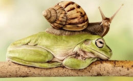 Ảnh động vật đẹp mắt 