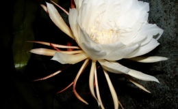 Chi&ecirc;m ngưỡng 5 lo&agrave;i hoa hiếm gặp nhất