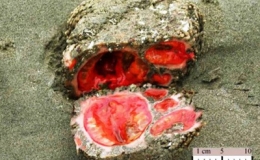 Kỳ lạ tảng đ&aacute; sống tự nhi&ecirc;n