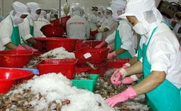 Con t&ocirc;m Việt Nam hướng tới thị trường ch&acirc;u &Aacute;