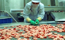 Xuất khẩu t&ocirc;m "bật" mạnh