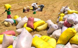 Kết th&uacute;c đợt thu mua tạm trữ l&uacute;a gạo vụ H&egrave; Thu