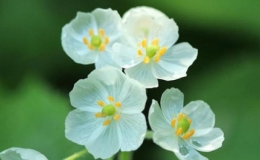 Vẻ đẹp tinh khiết tựa pha l&ecirc; của lo&agrave;i hoa cứ gặp mưa l&agrave; trong suốt như t&agrave;ng h&igrave;nh