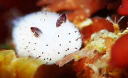 Lo&agrave;i s&ecirc;n biển x&ugrave; b&ocirc;ng c&oacute; ngoại h&igrave;nh giống thỏ 