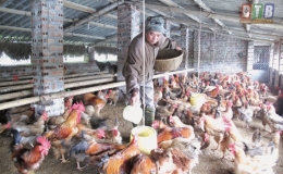 Chăm s&oacute;c đ&agrave;n gia cầm m&ugrave;a nắng n&oacute;ng