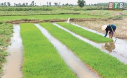 Th&aacute;i Thụy phấn khởi sản xuất vụ m&ugrave;a