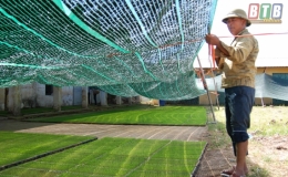 B&igrave;nh Định: Đẩy mạnh li&ecirc;n kết sản xuất trong vụ m&ugrave;a