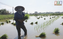 Th&aacute;i Thụy đẩy nhanh tiến độ gieo cấy l&uacute;a m&ugrave;a