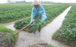 Ph&ograve;ng chống ngập &uacute;ng cho c&acirc;y trồng do ảnh hưởng của mưa lớn