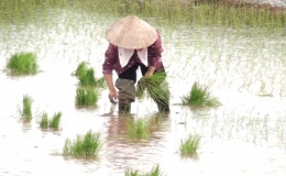 Tiền Hải đẩy nhanh tiến độ gieo cấy l&uacute;a m&ugrave;a