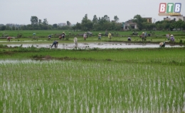 Kiến Xương: Gieo cấy tr&ecirc;n 83% diện t&iacute;ch l&uacute;a m&ugrave;a