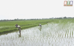 Th&aacute;i Thụy: Ốc bươu v&agrave;ng cắn ph&aacute; l&uacute;a m&ugrave;a