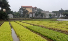 Chủ động ti&ecirc;u &uacute;ng trong sản xuất vụ H&egrave; Thu, M&ugrave;a